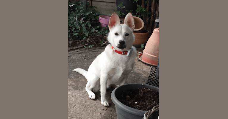 Bowie, an Eastern European Village Dog and German Shepherd Dog mix tested with EmbarkVet.com