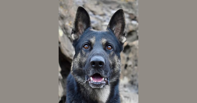 Yukon, a German Shepherd Dog tested with EmbarkVet.com