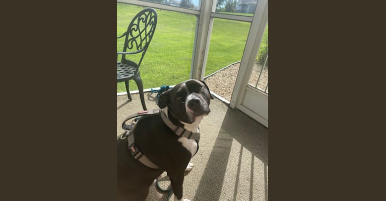 Roger, an American Bully and Rat Terrier mix tested with EmbarkVet.com