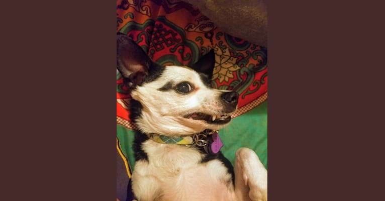 Photo of Calliope, a Chihuahua, Poodle (Small), and Mixed mix in San Diego, California, USA