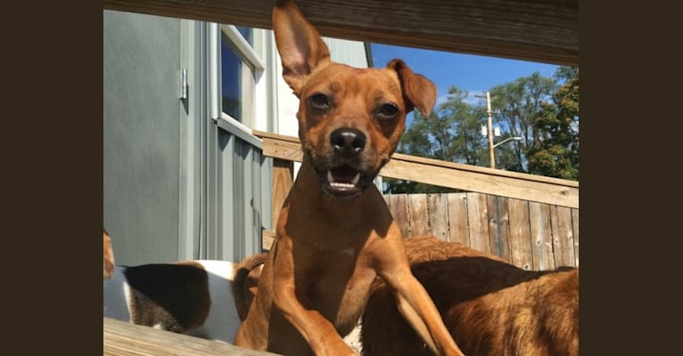 Norman, a Chihuahua and Russell-type Terrier mix tested with EmbarkVet.com