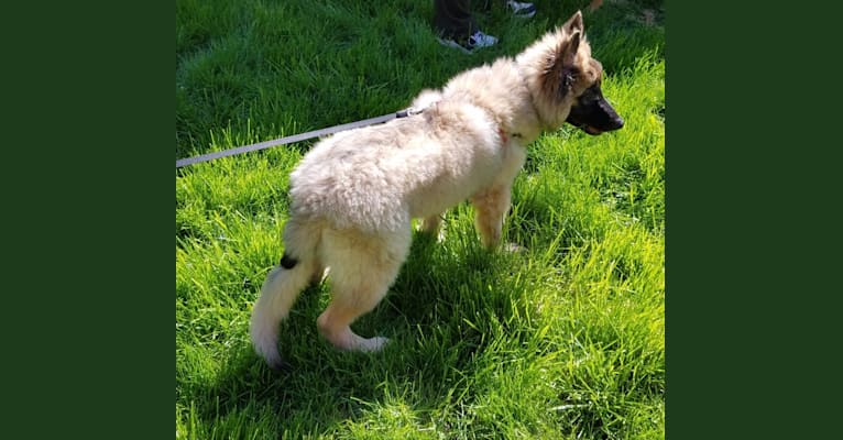 Samson, a German Shepherd Dog and Belgian Malinois mix tested with EmbarkVet.com