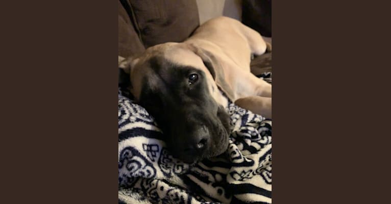 Rhea, a Mastiff tested with EmbarkVet.com