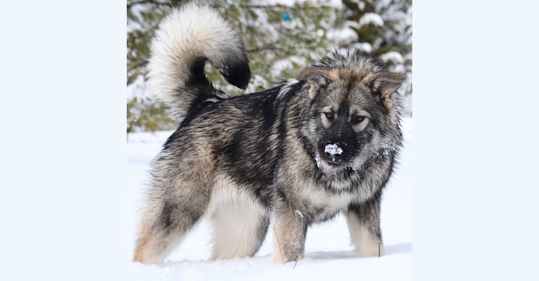 Andromeda, an Alaskan Malamute and German Shepherd Dog mix tested with EmbarkVet.com