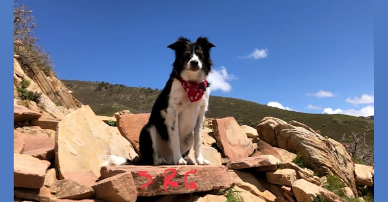 Buddy, a Border Collie tested with EmbarkVet.com