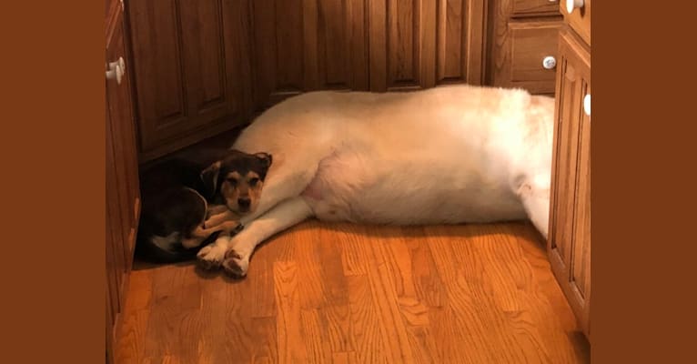 Leon, a Maremma Sheepdog and Labrador Retriever mix tested with EmbarkVet.com