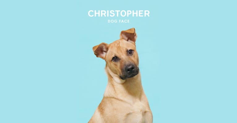 Christopher, a Formosan Mountain Dog tested with EmbarkVet.com