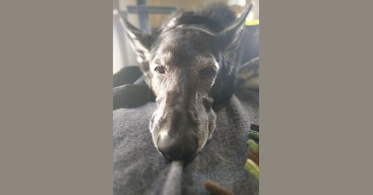 Bower Seattle, a German Shepherd Dog and Siberian Husky mix tested with EmbarkVet.com