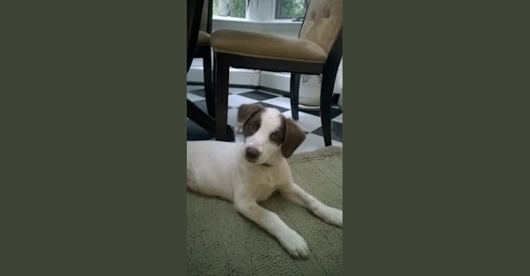 Shelby, a Labrador Retriever and Beagle mix tested with EmbarkVet.com