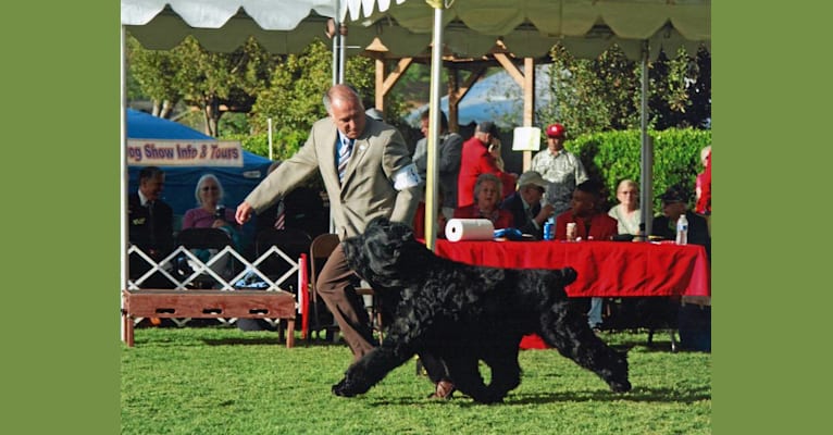 Thatch, a Black Russian Terrier tested with EmbarkVet.com