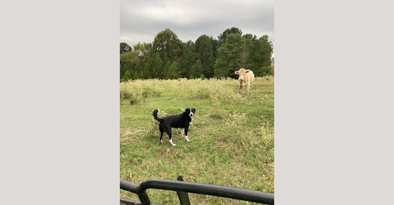 Thumper, an Australian Shepherd and Labrador Retriever mix tested with EmbarkVet.com