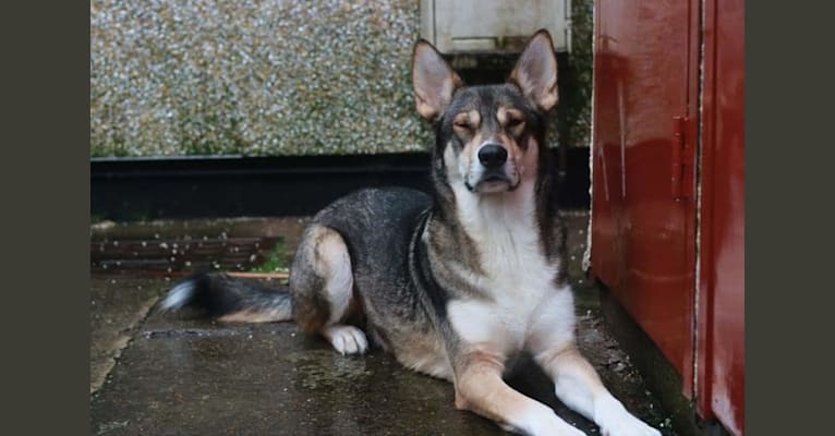 Koda, a German Shepherd Dog and Siberian Husky mix tested with EmbarkVet.com