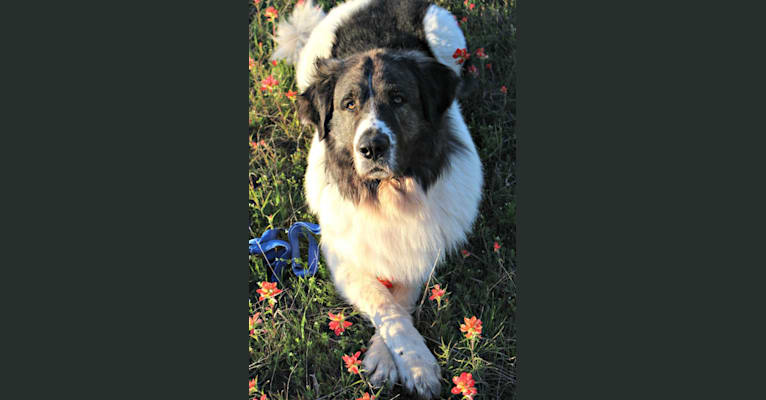 Photo of Adonis, a Pyrenean Mastiff  in Southbury, CT, USA