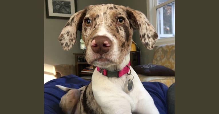 Bean, an Australian Shepherd and German Shorthaired Pointer mix tested with EmbarkVet.com