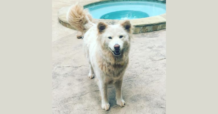 Bonnie, a Chow Chow and Australian Cattle Dog mix tested with EmbarkVet.com