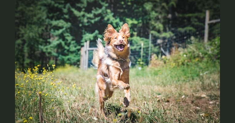 Hunter (2018 test), an Australian Cattle Dog and American Pit Bull Terrier mix tested with EmbarkVet.com