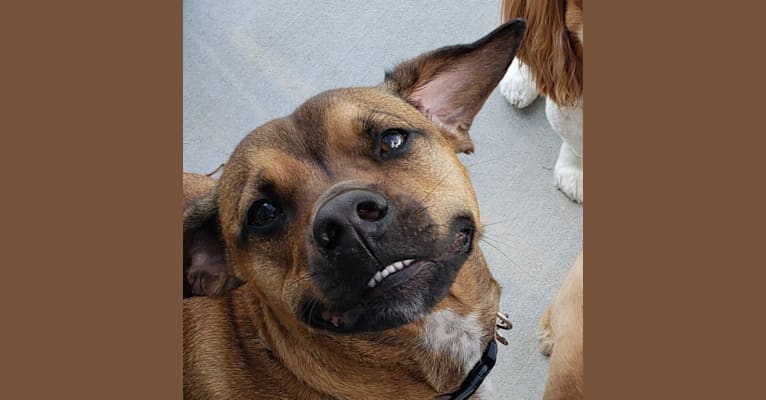 Gatlin, a Chihuahua and American Pit Bull Terrier mix tested with EmbarkVet.com