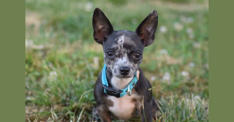 Tyler, a Chihuahua tested with EmbarkVet.com
