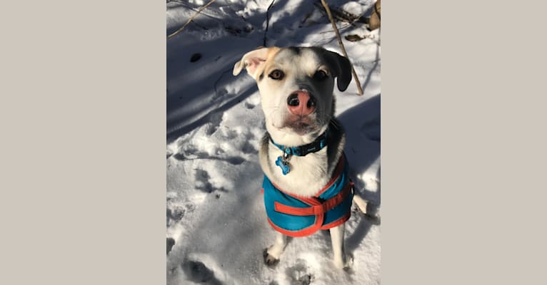 Sully, a Siberian Husky and German Shepherd Dog mix tested with EmbarkVet.com