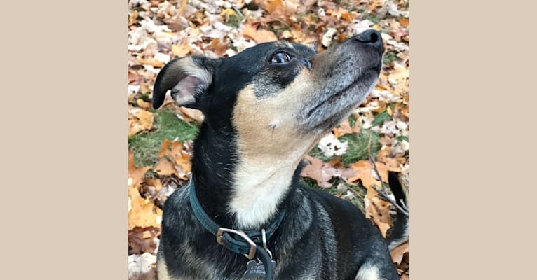 Biscuit aka Biz, a Chihuahua and Rat Terrier mix tested with EmbarkVet.com