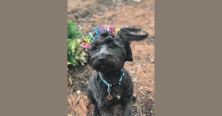 Bluebonnet, a Poodle (Small) and American Pit Bull Terrier mix tested with EmbarkVet.com