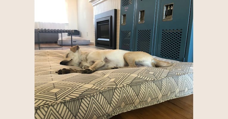 Oscar, an American Eskimo Dog and Chihuahua mix tested with EmbarkVet.com