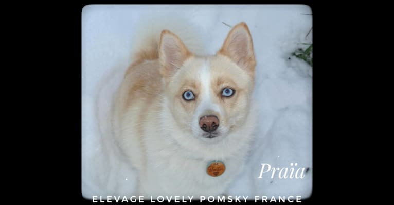 Praïa, a Pomsky tested with EmbarkVet.com