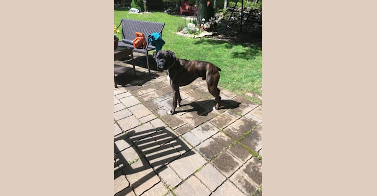 Murray, a Boxer tested with EmbarkVet.com