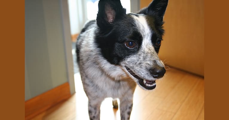 Sparky, an Australian Cattle Dog and American Eskimo Dog mix tested with EmbarkVet.com