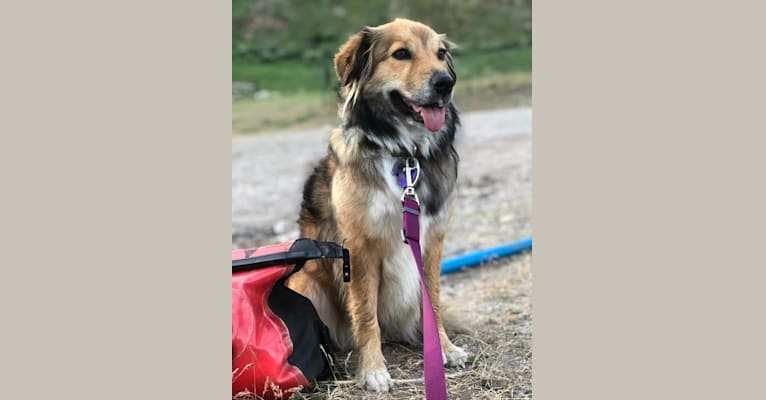 Akela, an American Pit Bull Terrier and Australian Cattle Dog mix tested with EmbarkVet.com