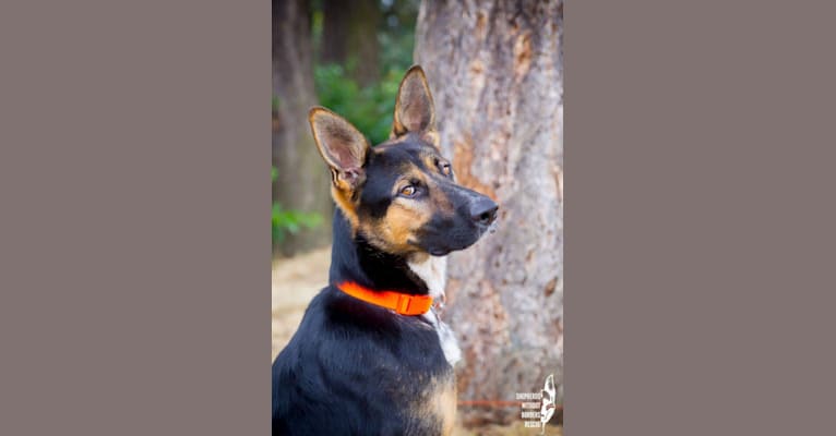 Rhaegar, a German Shepherd Dog and Australian Shepherd mix tested with EmbarkVet.com