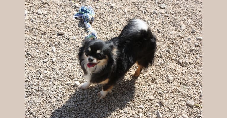 Georgia, a Chihuahua tested with EmbarkVet.com