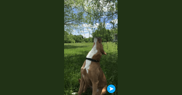 Mika, an Australian Cattle Dog and Siberian Husky mix tested with EmbarkVet.com