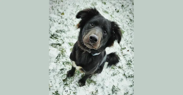 Bowser, an American Pit Bull Terrier and Siberian Husky mix tested with EmbarkVet.com