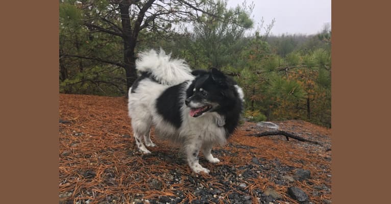 Piper, an American Eskimo Dog and Pomeranian mix tested with EmbarkVet.com