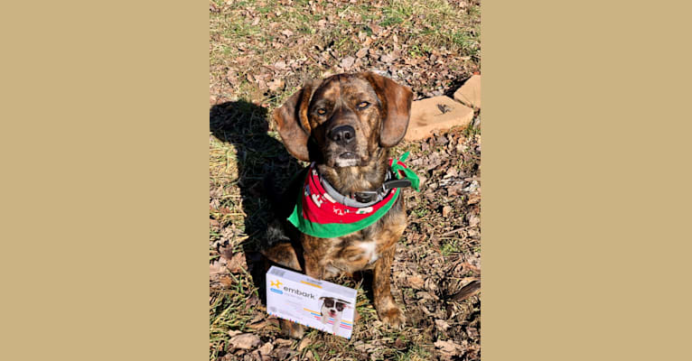 Otis, a Beagle and Golden Retriever mix tested with EmbarkVet.com