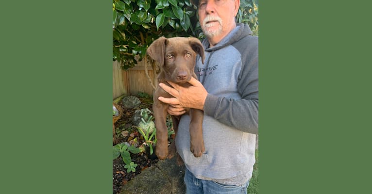 Photo of Sam, a Chesapeake Bay Retriever and German Shepherd Dog mix in Fortuna, California, USA