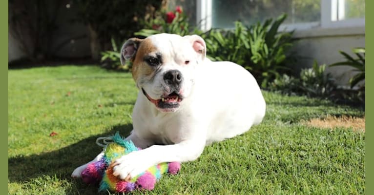 Kobe, a Bulldog and American Pit Bull Terrier mix tested with EmbarkVet.com