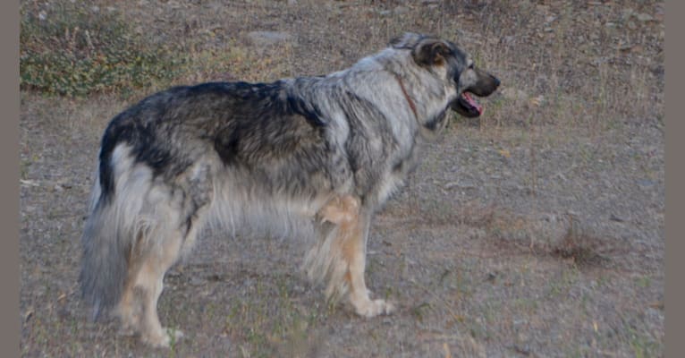 Cricket, a German Shepherd Dog and Alaskan Malamute mix tested with EmbarkVet.com