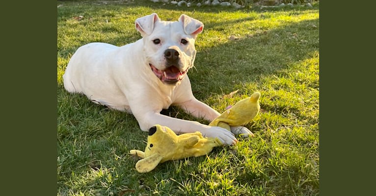 Fetty, an American Pit Bull Terrier and American Staffordshire Terrier mix tested with EmbarkVet.com