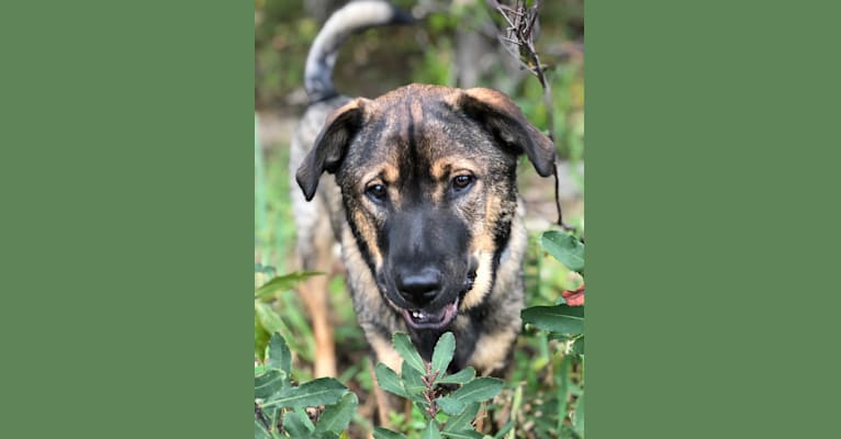 Archie, a Boxer and Chow Chow mix tested with EmbarkVet.com