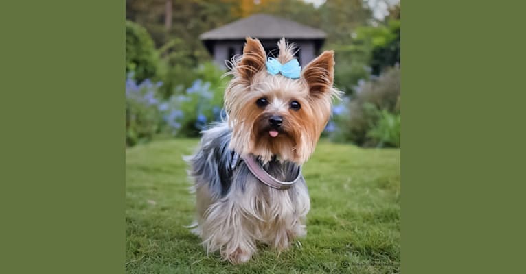 Winnie, a Yorkshire Terrier tested with EmbarkVet.com