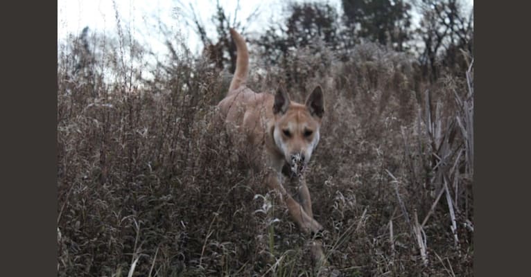 Bones, a Carolina Dog tested with EmbarkVet.com