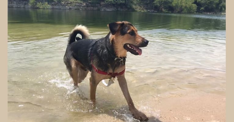 Loki, a Rottweiler and German Shepherd Dog mix tested with EmbarkVet.com