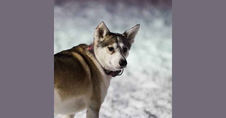 Kawaii, a Siberian Husky and Labrador Retriever mix tested with EmbarkVet.com