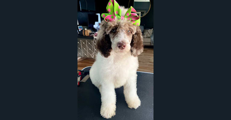 Photo of CoCo, a Poodle (Standard)  in Clinton, TN, USA