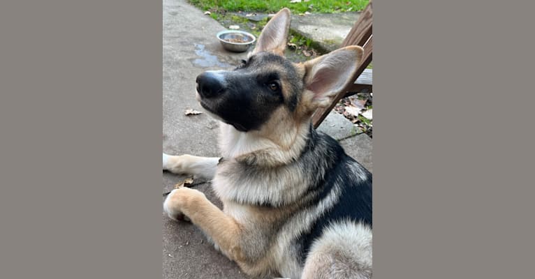 Mac, a German Shepherd Dog tested with EmbarkVet.com