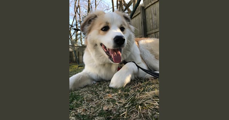 Arlo, a Great Pyrenees and Rottweiler mix tested with EmbarkVet.com