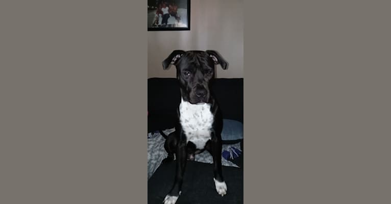Black, an American Pit Bull Terrier (8.1% unresolved) tested with EmbarkVet.com