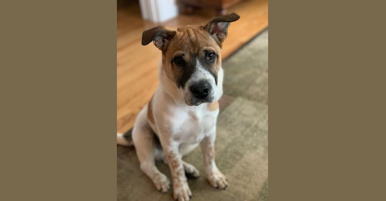 Clancey, a Chinese Shar-Pei and Australian Cattle Dog mix tested with EmbarkVet.com